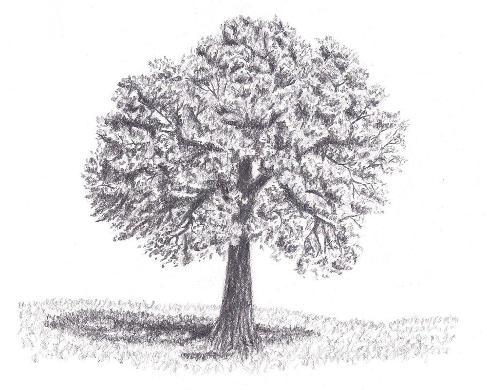 Bare Tree Drawing PNG Transparent SVG Vector | OnlyGFX.com