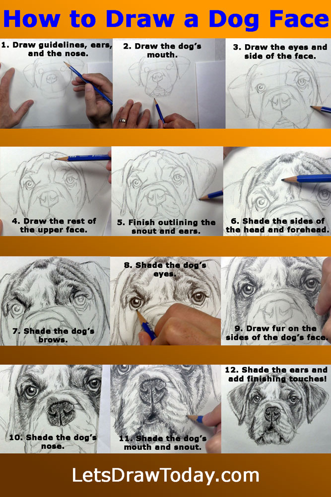 how to draw a dog face recap
