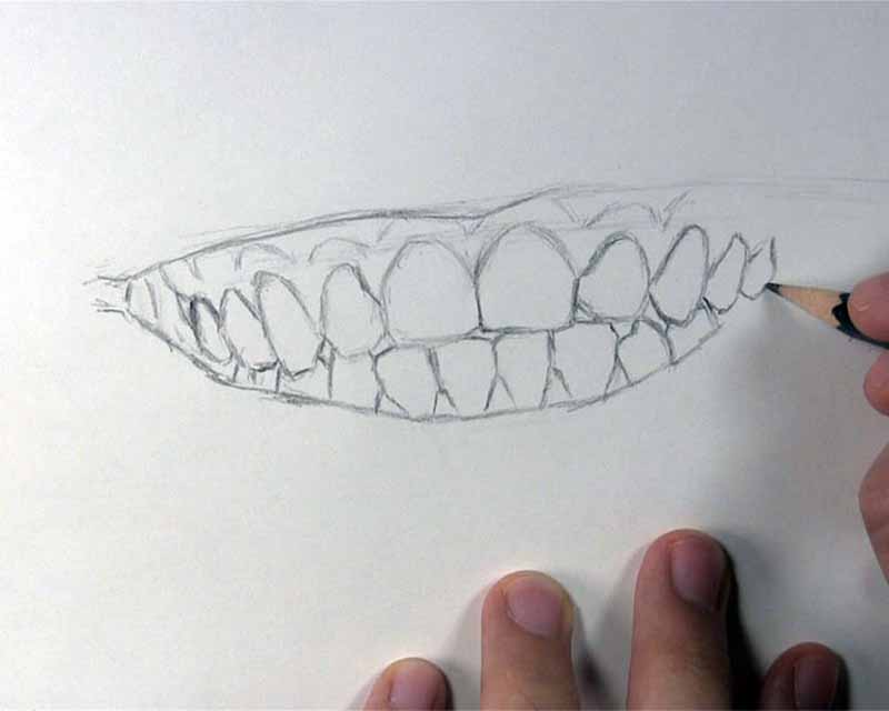 sketch premolars right side